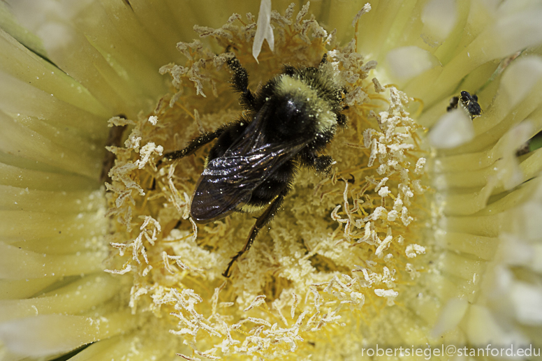 bee on ice plant